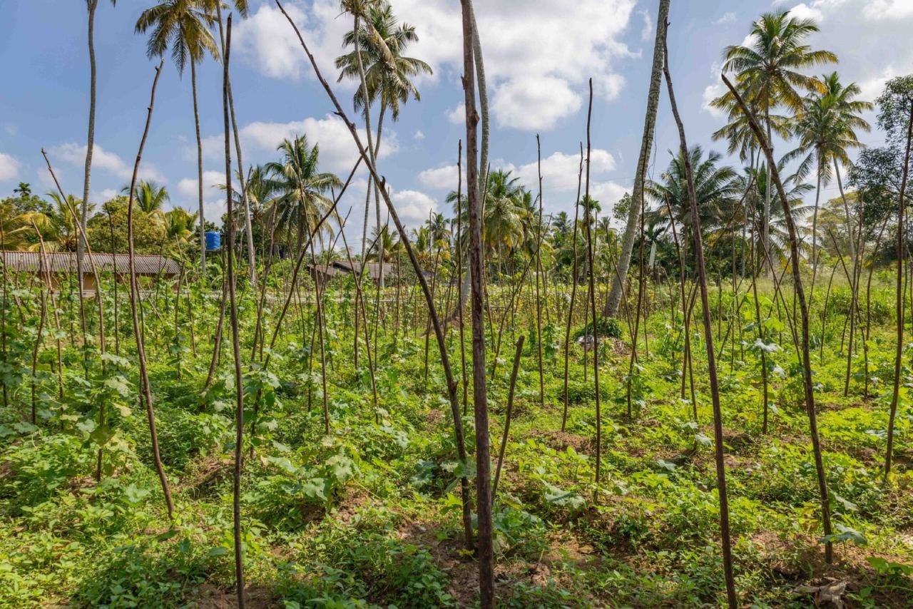 Land for sale in Beruwala Hettimulla - photo 5