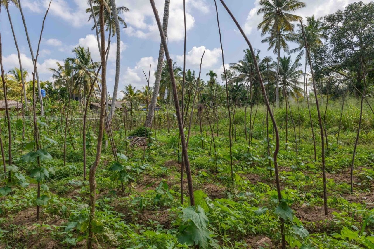 Land for sale in Beruwala Hettimulla - photo 6