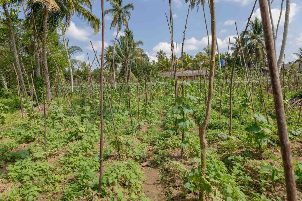 Land for sale in Beruwala Hettimulla - photo 7