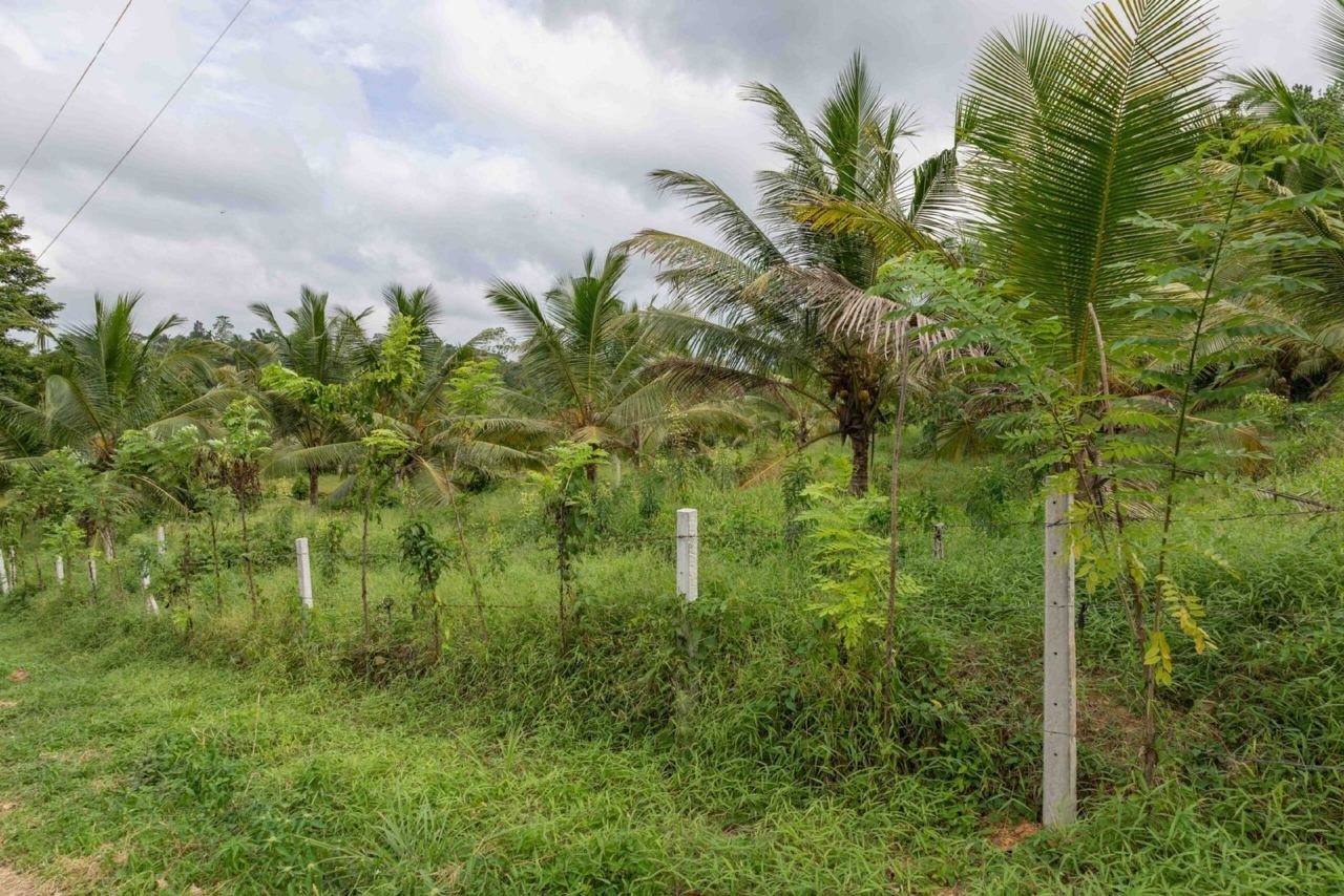 Land for sale in Homagama Pitipana - photo 1