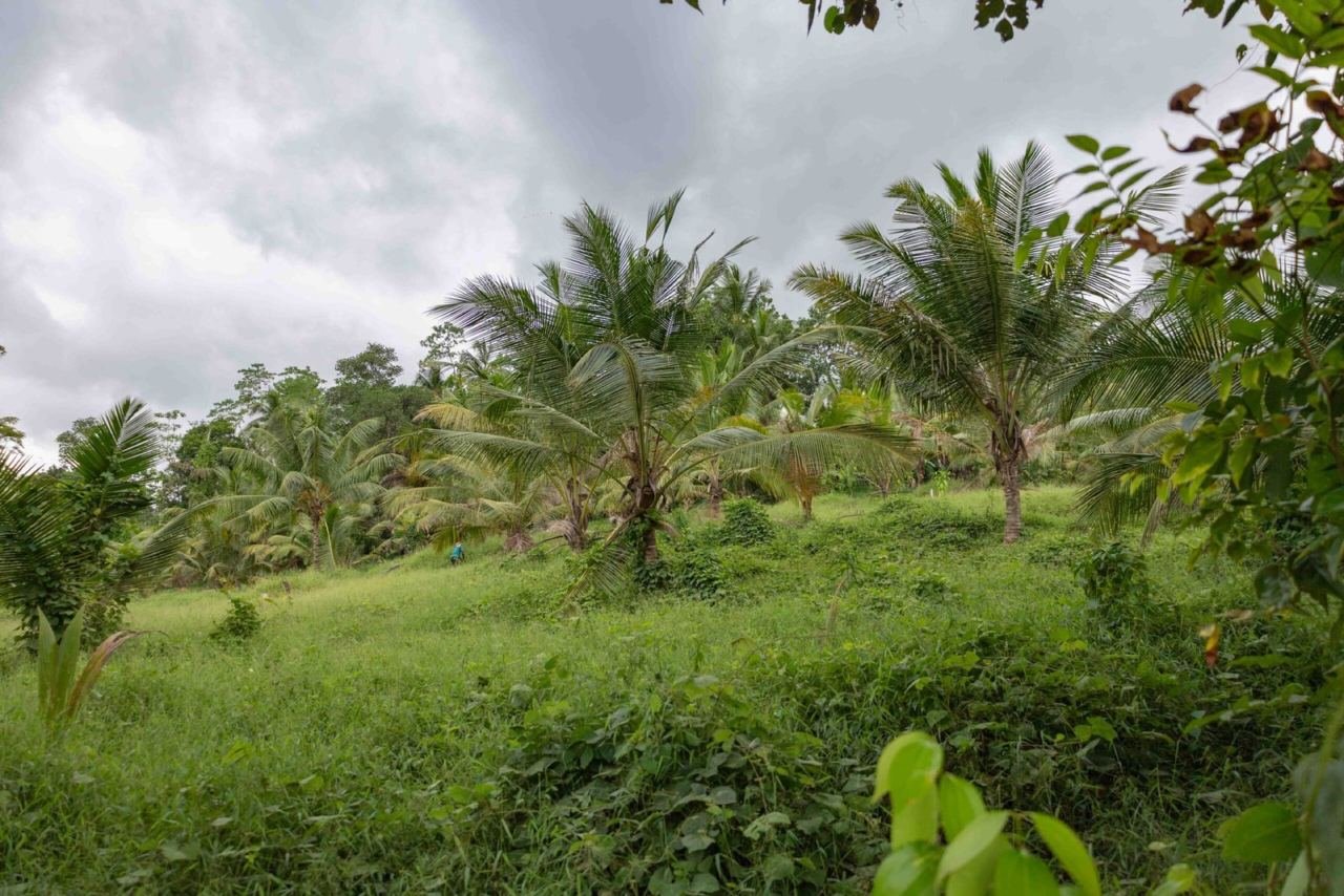 Land for sale in Homagama Pitipana - photo 4