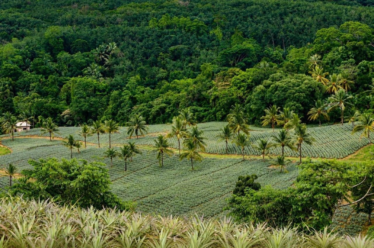 30-perch cultivated land for sale in Padukka Meepe - photo 6
