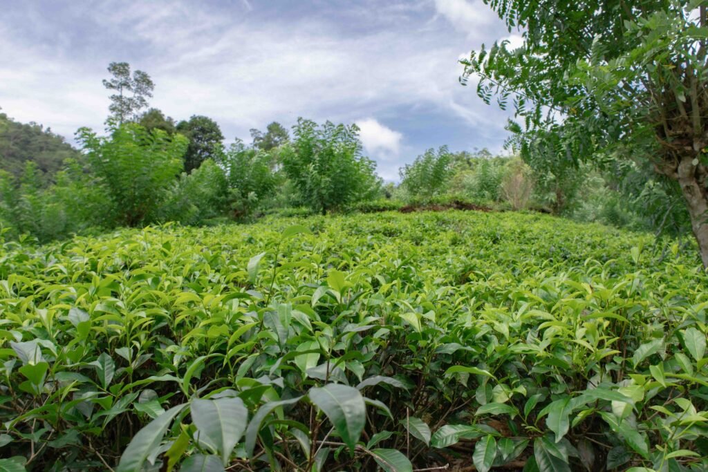 20 Acers Land for sale in Walallawita Meegahatenna