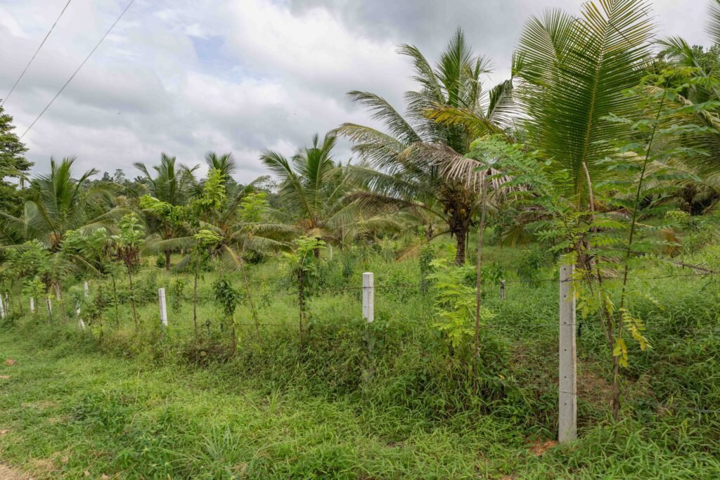 Homagama Pitipana land sale
