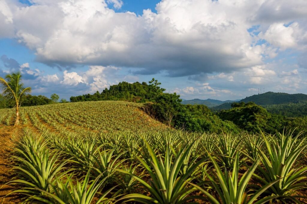 30-perch cultivated land for sale in Padukka - hilltop plantation view