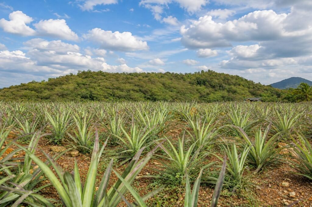 30-perch cultivated land for sale in Padukka - pineapple field with hill backdrop