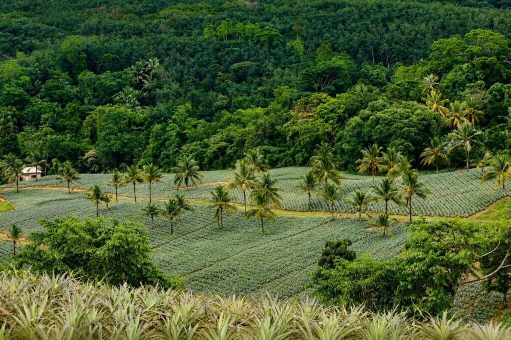 30-perch cultivated land for sale in Padukka - aerial plantation view
